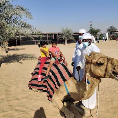 The camel farm in Al Lisaili